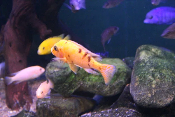 A flock of fish of different colors.