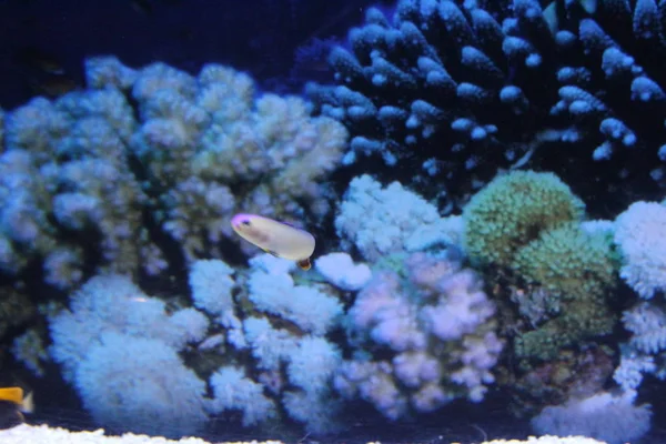 Una bandada de peces de diferentes colores . —  Fotos de Stock