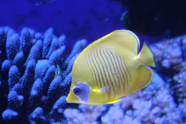 Ein Schwarm Fische in verschiedenen Farben. — Stockfoto