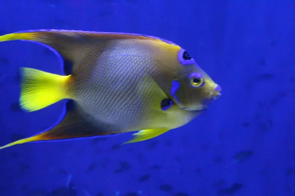 A flock of fish of different colors.