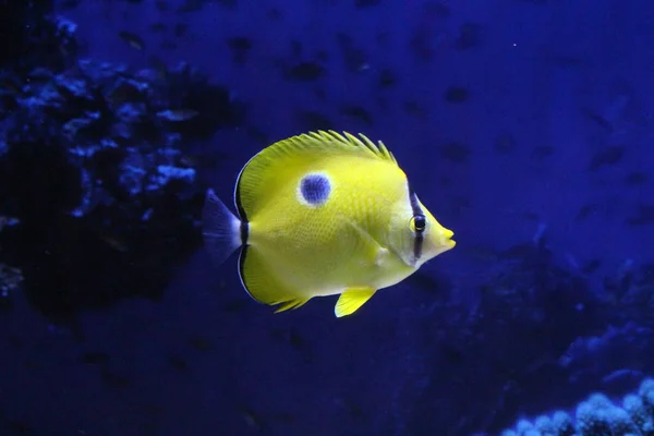 Ein Schwarm Fische in verschiedenen Farben. — Stockfoto