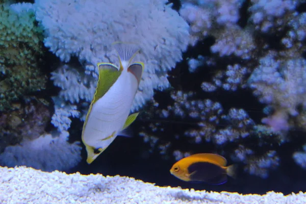 A flock of fish of different colors.