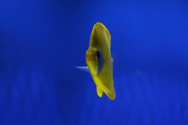 다른 색깔의 물고기 무리. — 스톡 사진