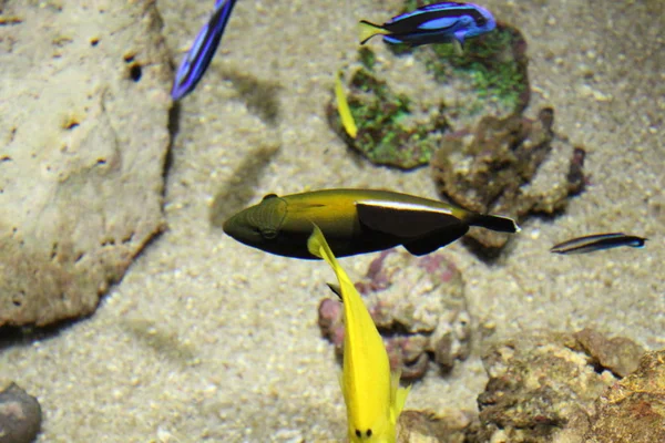 Un troupeau de poissons de différentes couleurs . — Photo
