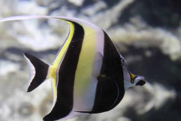 Ein Schwarm Fische in verschiedenen Farben. — Stockfoto