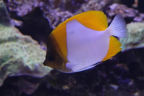 Een kudde vis van verschillende kleuren. — Stockfoto