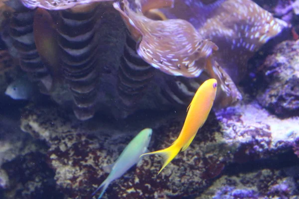 Una bandada de peces de diferentes colores . —  Fotos de Stock