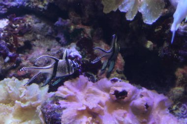 Farklı renklerdeki balık sürüsü.