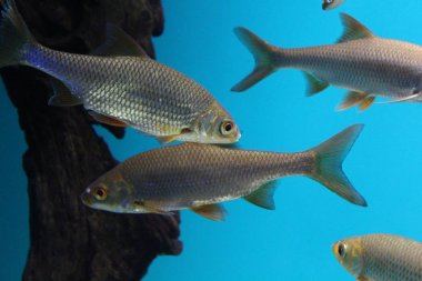 Farklı renklerdeki balık sürüsü.