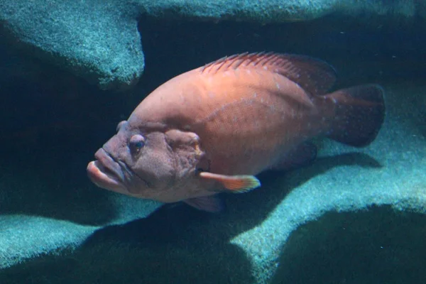 A flock of fish of different colors.