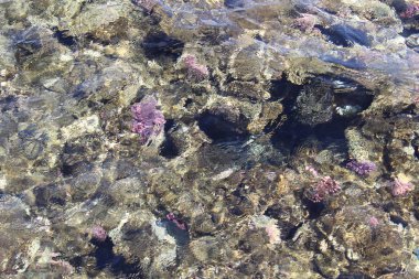 Farklı boyutlarda ve topraktaşlar, güzel arka plan.