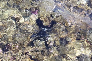 Farklı boyutlarda ve topraktaşlar, güzel arka plan.