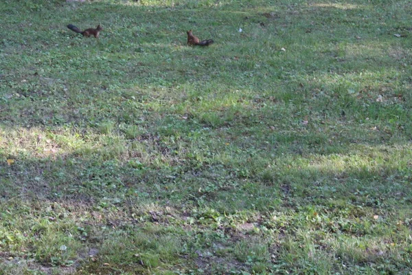 Vörös mókus a városban zöld Park. — Stock Fotó
