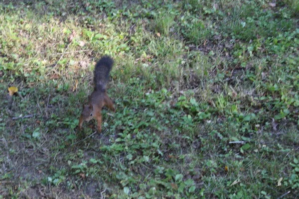 Vörös mókus a városban zöld Park. — Stock Fotó