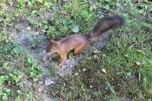 Vörös mókus a városban zöld Park. — Stock Fotó