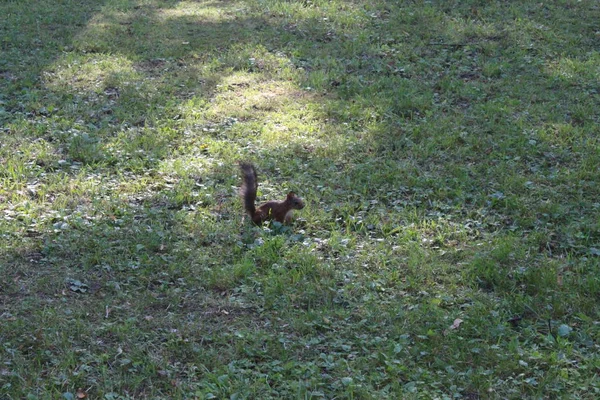 Ardilla roja en un parque verde de la ciudad . —  Fotos de Stock