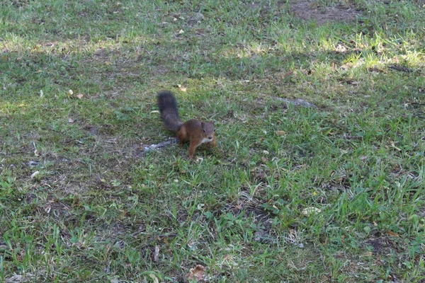 Czerwona wiewiórka w zielonym parku miejskim. — Zdjęcie stockowe