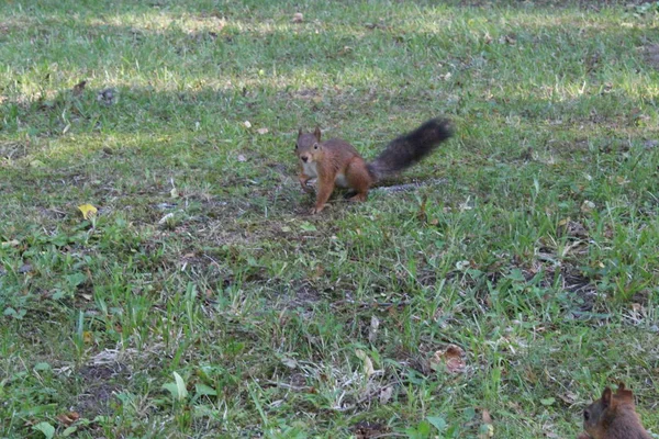 Esquilo vermelho em um parque verde da cidade . — Fotografia de Stock