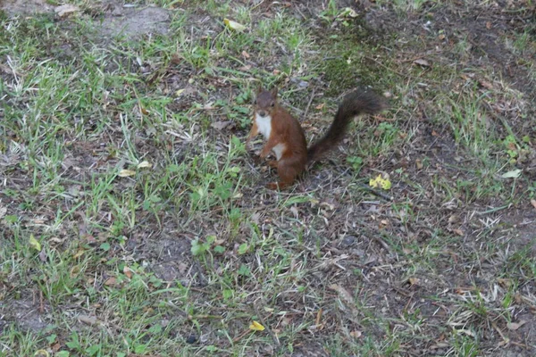 Vörös mókus a városban zöld Park. — Stock Fotó