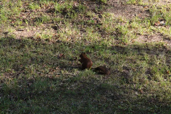 Rudá veverka ve městským zeleném parku. — Stock fotografie
