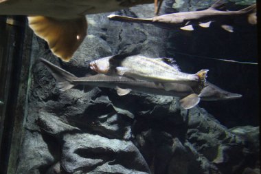 Farklı renklerdeki balık sürüsü.