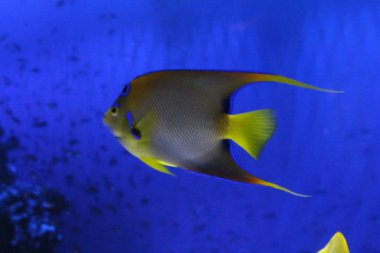 Farklı renklerdeki balık sürüsü.