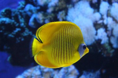 Farklı renklerdeki balık sürüsü.