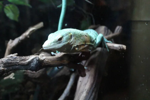 Um grande lagarto verde de sangue frio num terrário — Fotografia de Stock