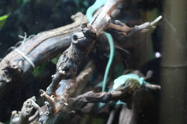 Un gran lagarto verde de sangre fría en un terrario —  Fotos de Stock