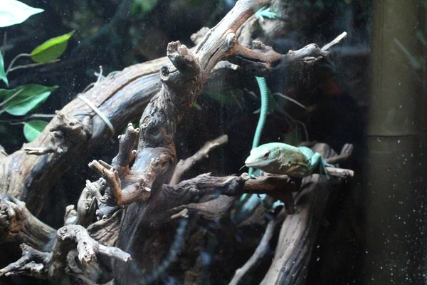 Un gran lagarto verde de sangre fría en un terrario —  Fotos de Stock