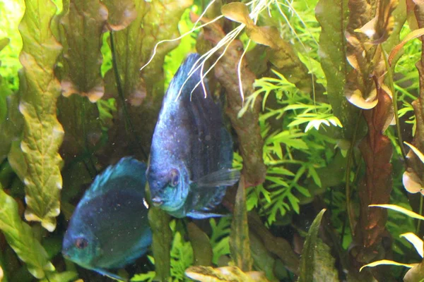 水族館の澄んだ水の中の魚の青いディスカス. — ストック写真