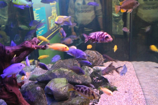 Stado ryb o różnych kolorach. — Zdjęcie stockowe