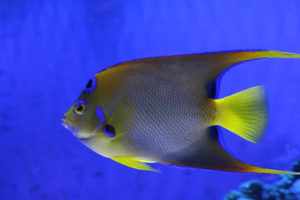 Een kudde vis van verschillende kleuren. — Stockfoto