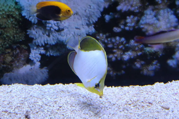 Una bandada de peces de diferentes colores . —  Fotos de Stock