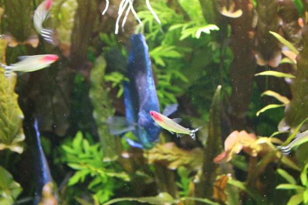 Fisk blå diskus i det klara vattnet i akvariet. — Stockfoto