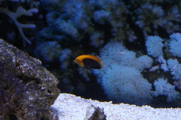 Una bandada de peces de diferentes colores . —  Fotos de Stock