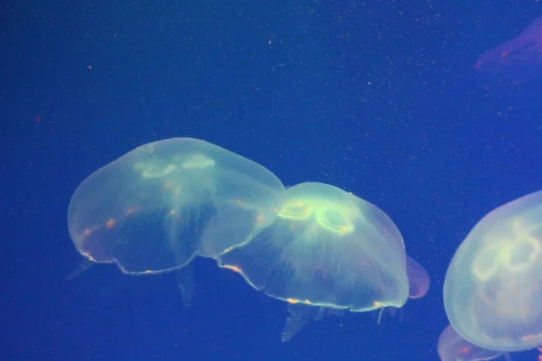 Jellyfish in the sea illuminated by beautiful lights — Stock Photo, Image