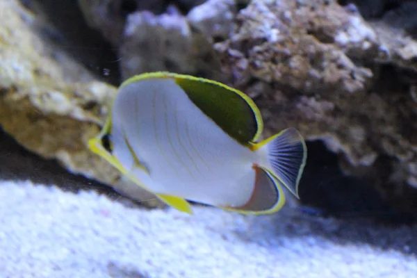 Una bandada de peces de diferentes colores . — Foto de Stock