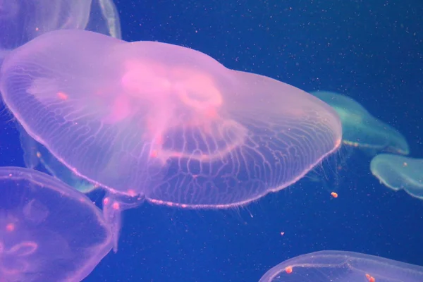 Jellyfish w morzu oświetlone pięknymi światłami — Zdjęcie stockowe