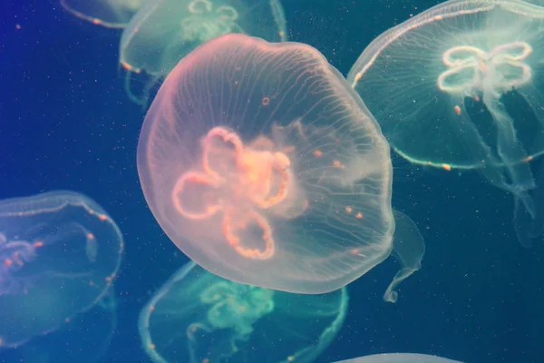 Jellyfish w morzu oświetlone pięknymi światłami — Zdjęcie stockowe