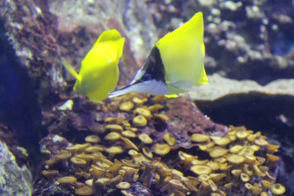 Peces en agua de mar. Hermosas y coloridas vistas —  Fotos de Stock