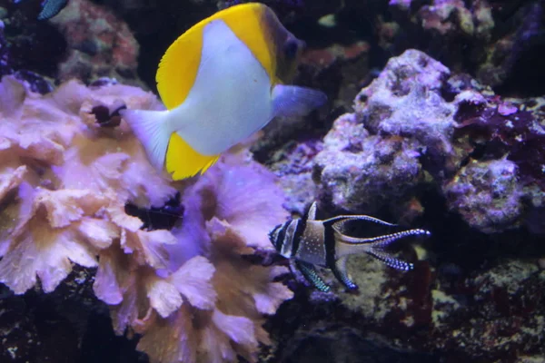 Peces en agua de mar. Hermosas y coloridas vistas —  Fotos de Stock