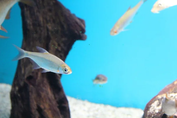 Fisch im Meerwasser. schöne, farbenfrohe Ansichten — Stockfoto