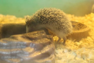 Yerel terrarium içinde güzel bir yılan