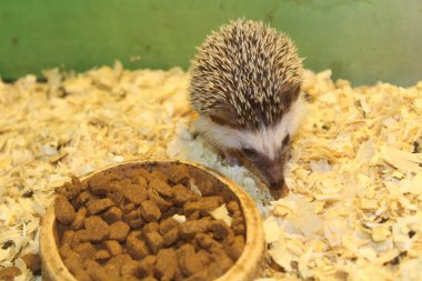 Yerel terrarium içinde güzel bir yılan