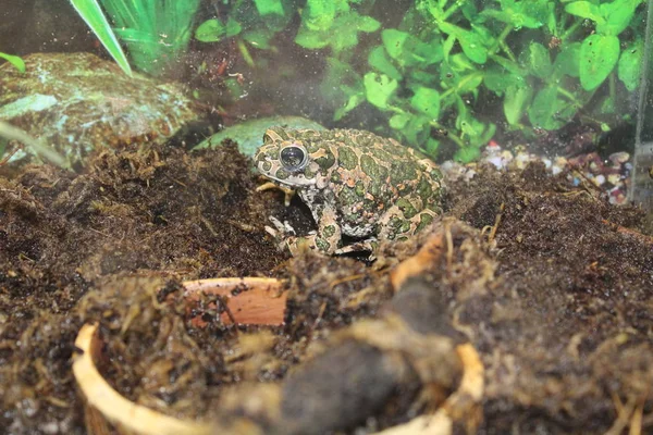 Eine kleine Kröte sitzt auf einem Ast — Stockfoto