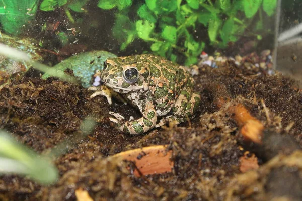 Un sapo pequeño se sienta en una rama —  Fotos de Stock