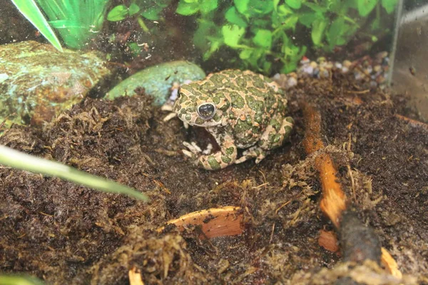 Un sapo pequeño se sienta en una rama —  Fotos de Stock