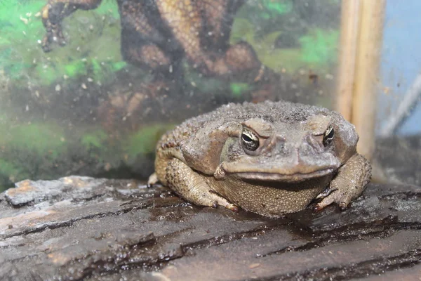 A small toad sits on a branch — Stock Photo, Image