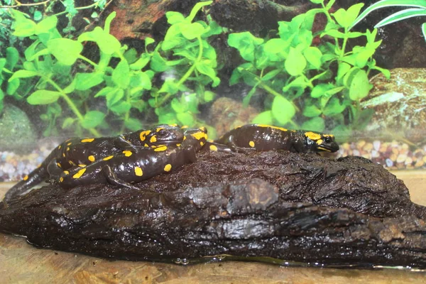 Um pequeno lagarto doce Eublepharis macularius, Gecko — Fotografia de Stock